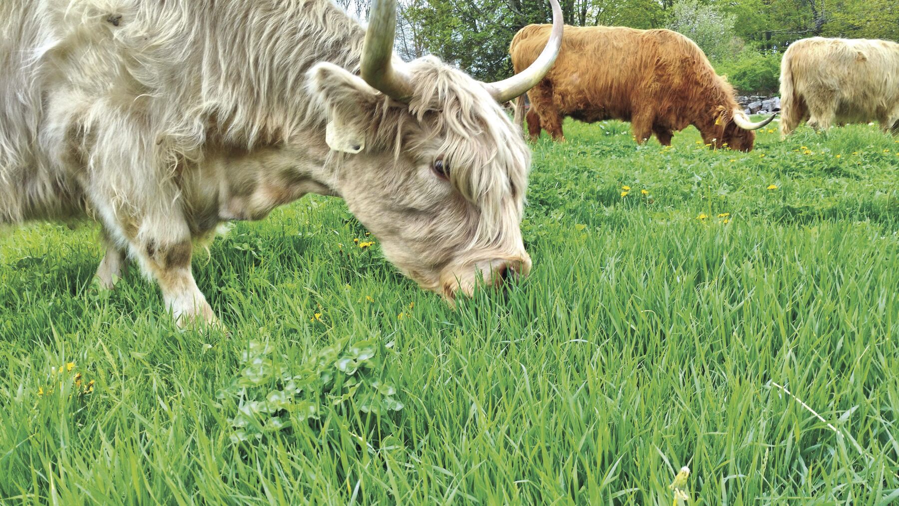 Raising beef cattle with respect